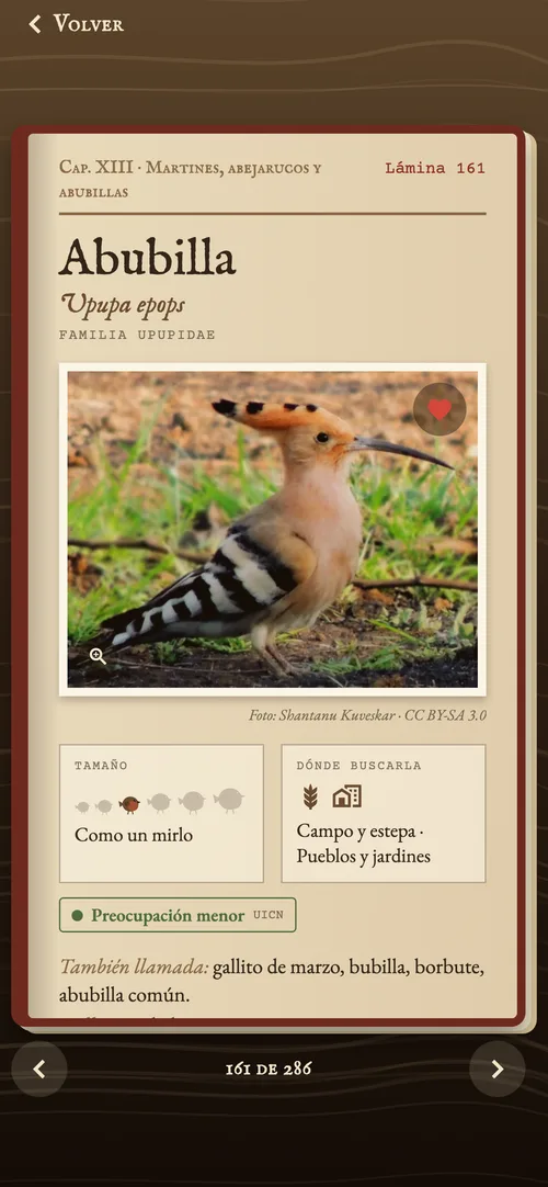 Lámina de la abubilla en la enciclopedia